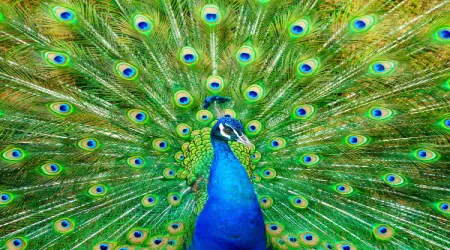 فرفورژه طاووس